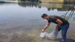 171 Bin Yavru Sazan Balığı Göletlere Bırakıldı