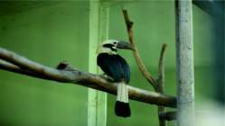 Faruk Yalçın Hayvanat Bahçesi 800 kuş türü barınıyor