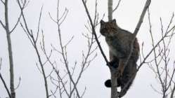 Kırklareli'de yaban kedisi görüntülendi