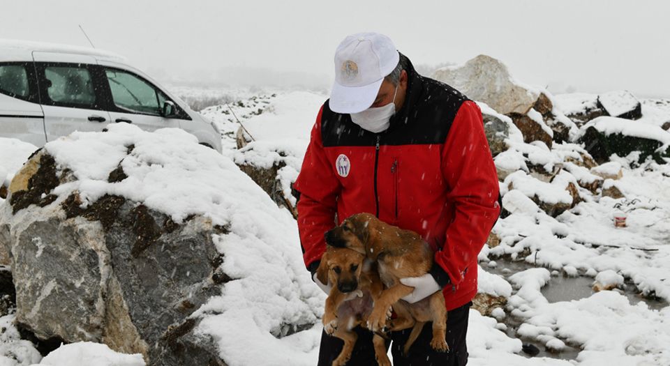 Bursa'da yavru köpekler donmaktan kurtarıldı