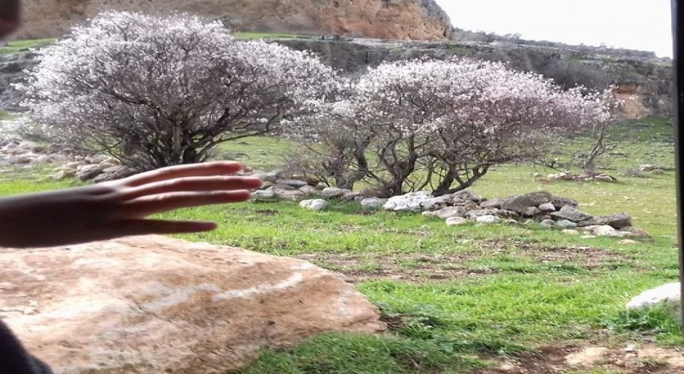 Mardin'de baharın habercisi badem çiçekleri açtı