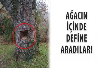 Ağacın içinde define aradılar!