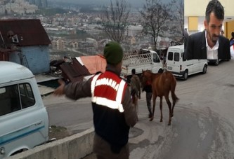 At hırsızları adliyeye sevk edildi