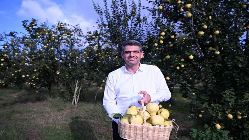 Başkan Kocaman Ayva Hasadına Katıldı