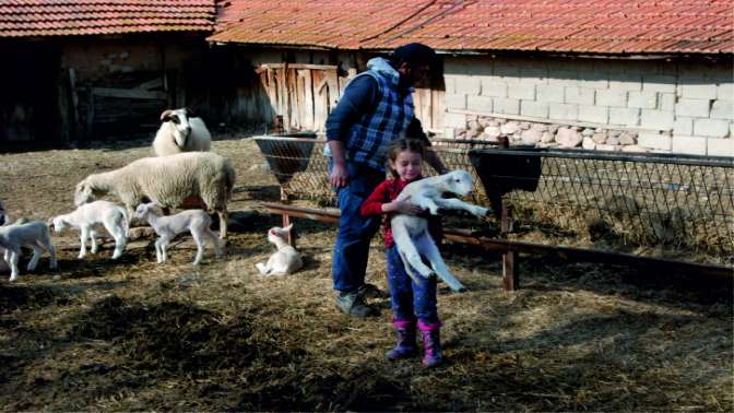 Bayramiçte bir koyun altı kuzu doğurdu