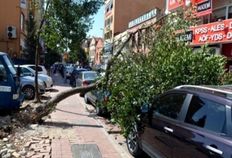 Beleş otopark'ta ağaç devrildi