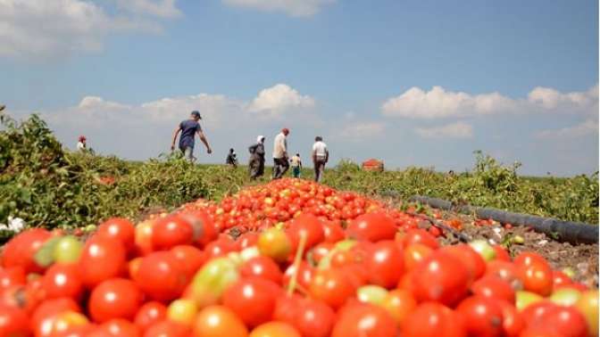 Bilecik ürettiği hibrit tohumu 40 ülkeye gönderiyor