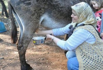 Bir Çay Bardağı Eşek Sütü 20 Lira