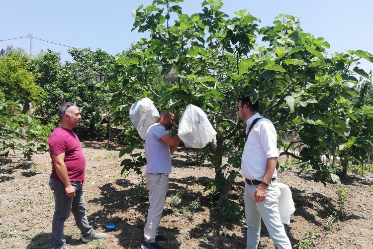 Bursa Mudanya'da incir sahalarında dal izolasyonu yapıldı