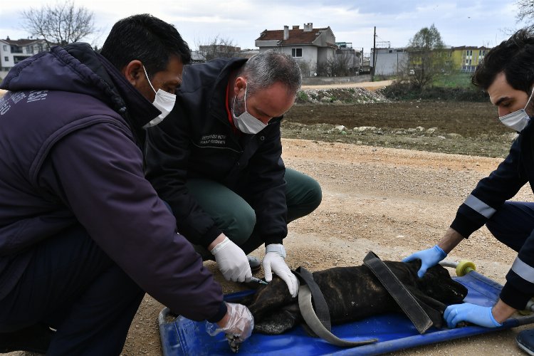 Bursa Osmangazi'de sahipsiz ve yasaklı köpekler koruma altında 