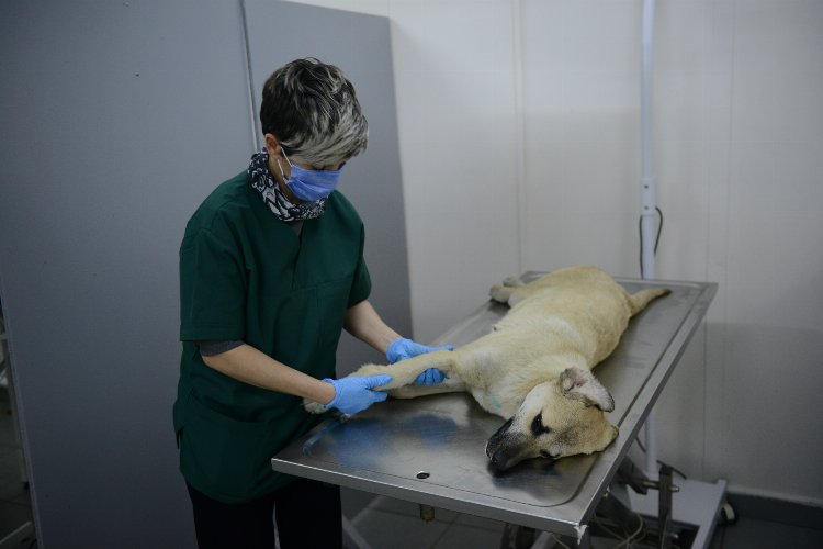 Bursa Yıldırım'da yaralı köpek ameliyatla hayata döndürüldü 