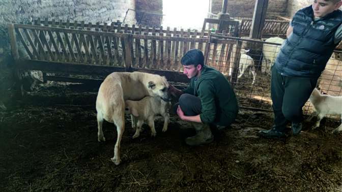 Çoban köpeğinin kuzuyu emzirmesi görenleri şaşırtıyor