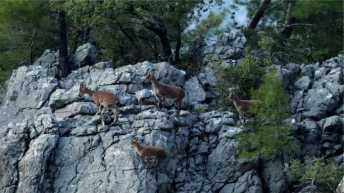 Dağ keçileri yavrularıyla görüntülendi