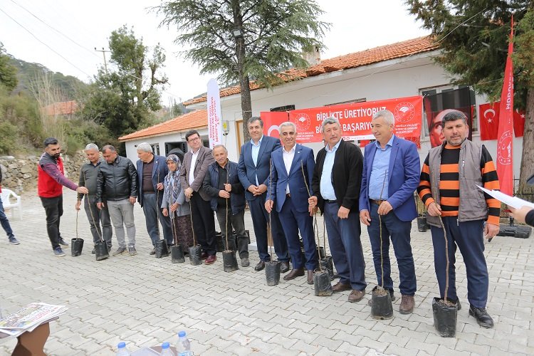 Dalamanda Kaya İnciri ekimi