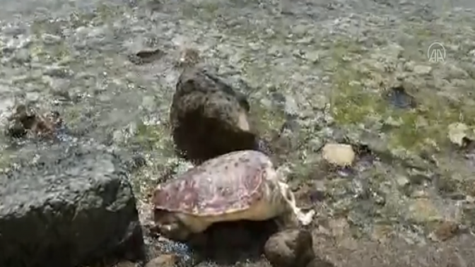 Datçada ölü caretta caretta kıyıya vurdu