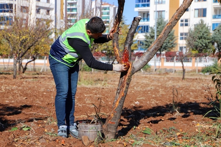 DBB özel yöntemlerle ağaçları tedavi ediyor