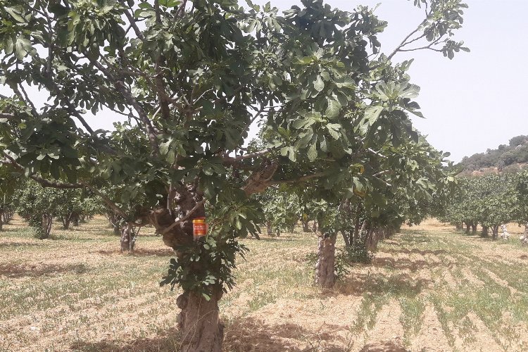 Egeli ihracatçılar kaliteli kuru incir için çalışıyor