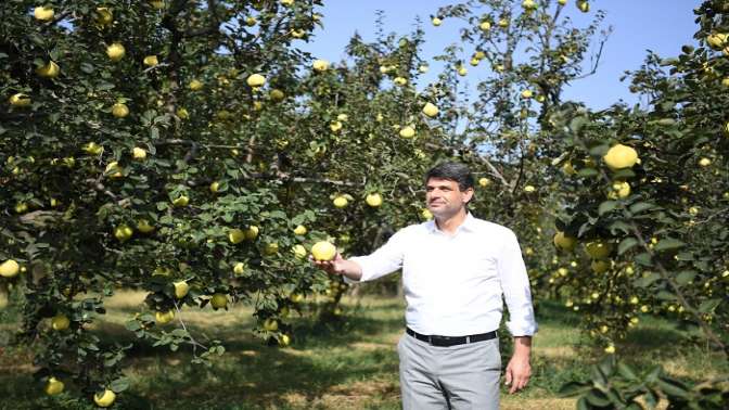 Eşme’nin ayvası görücüye çıkacak