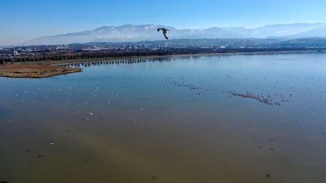 Flamingolar İzmit Körfezini renklendiriyor