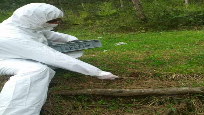 Gölcük Orman İşletmeden Biyolojik Mücadele