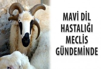 Haydar Akar, Mavi Dil hastalığını Meclis’e taşıdı