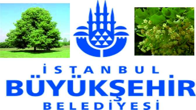 İstanbullu şimdi de ağacını seçecek