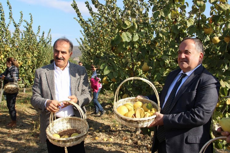 İzmir Selçuk'ta 'ayva' hasadı başladı