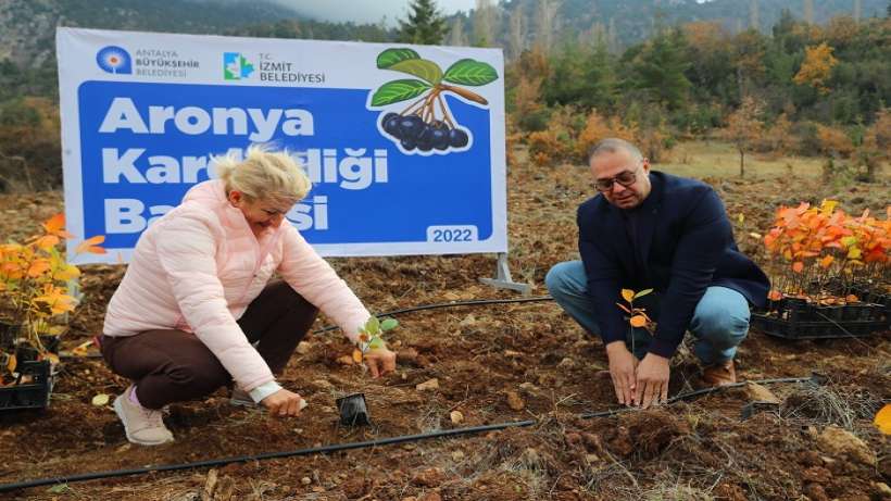 İzmit’in aronya fideleri Antalyada toprakla buluştu