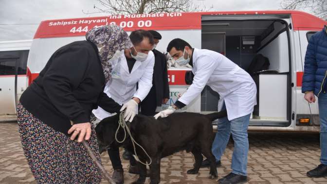 İzmit’in köylerinde sokak hayvanları aşılanıyor
