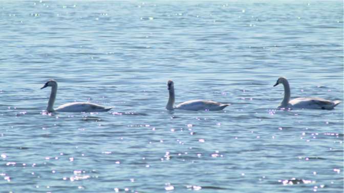 İzmit Körfezi flamingo ve kuğular mesken tuttu