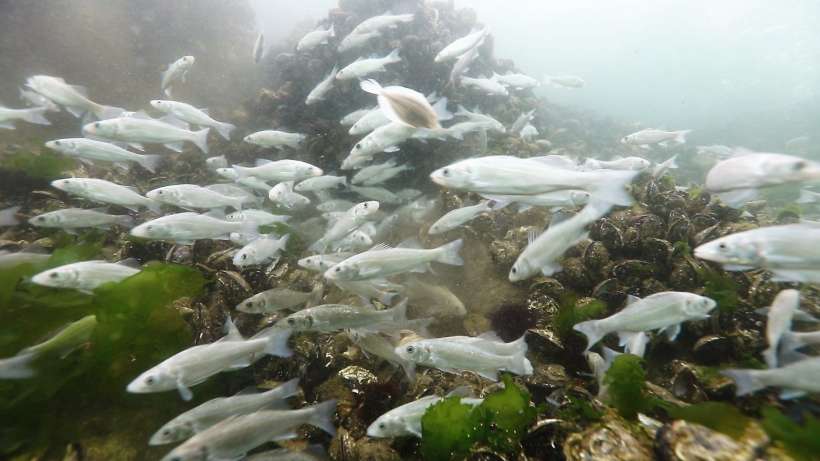 İzmit Körfezine 5 bin balık daha salınacak