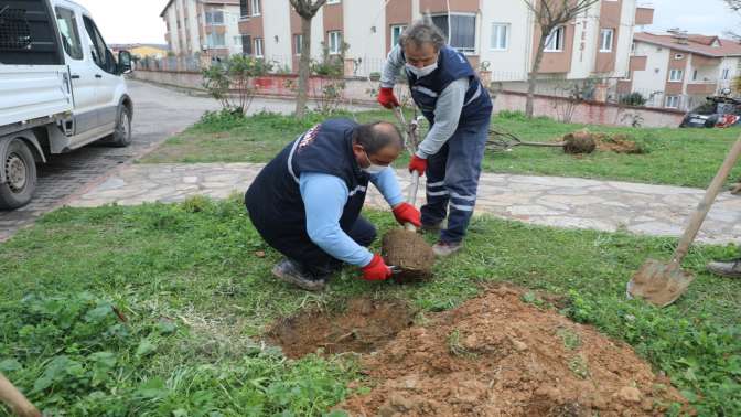 İzmit’te çocuklar meyveyi dalından yiyecek