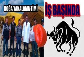 Kaçan boğaları bu ekip yakalayacak