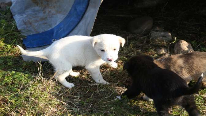 Kanala sıkışan köpek kurtarıldı