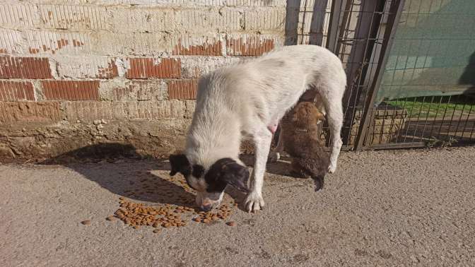 Kanalizasyona düşen köpek yavrusunu itfaiye kurtardı