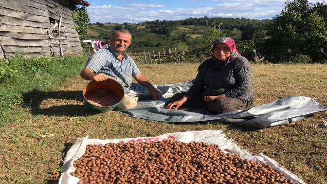 Kandıra Kocabayramlar da fındık hasadı sona erdi