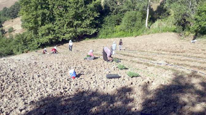 Karamürsel’de tıbbi ve aromatik bitki yetiştiriciliği