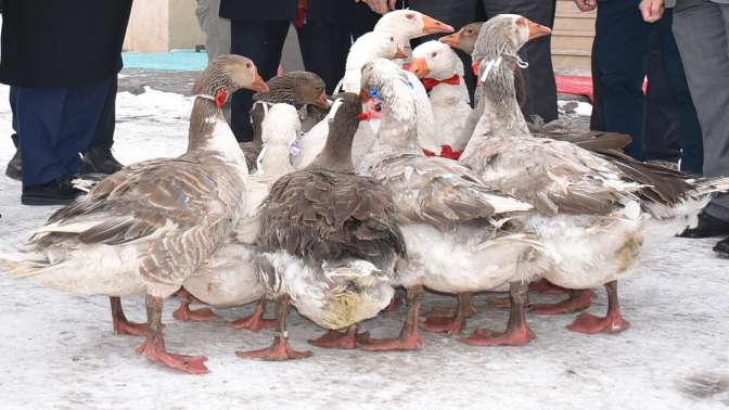 Kars'ta Kaz Çalıştayı yapıldı