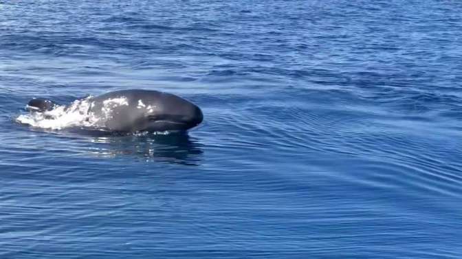 Katil balinalar, Kuzey Egede görüldü