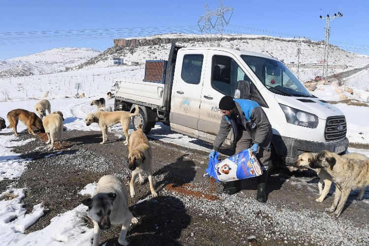 Kayseri Büyükşehir'den can dostlara yem dopingi