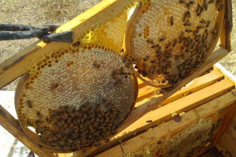 Kayseri'de 'Hacılarım Süzme Çiçek Balı' markası ile tüketiciye sunuldu 