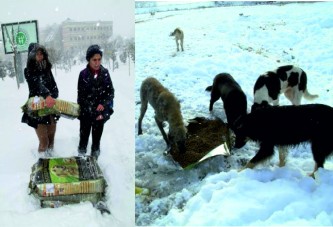 Kocaeli’de sokak hayvanları aç kalmıyor