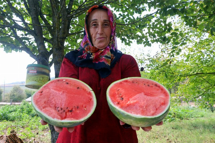 Kocaeli'nin karpuz tohumu üreticilere teslim ediliyor