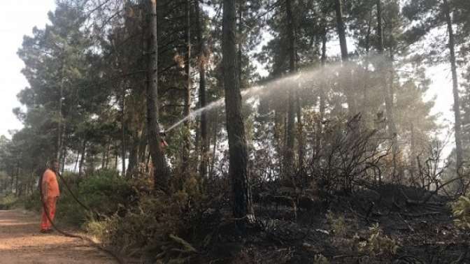 Kocaelide orman yangını