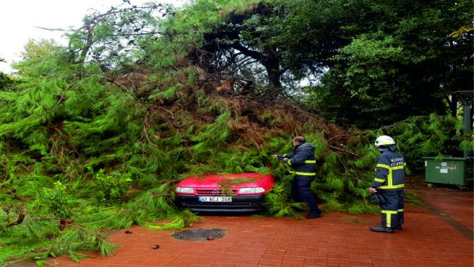 Kocaelide üzerine ağaç devrilen otomobilde hasar oluştu