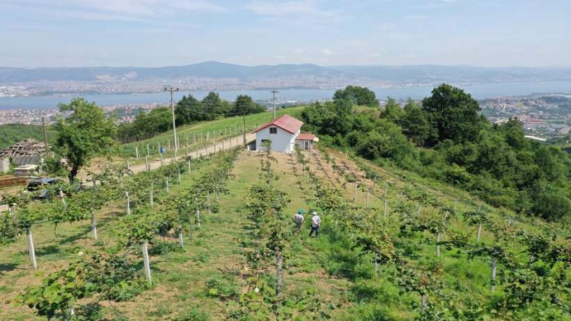 Kocaeliden yüzde 50 hibeli meyve fidanı