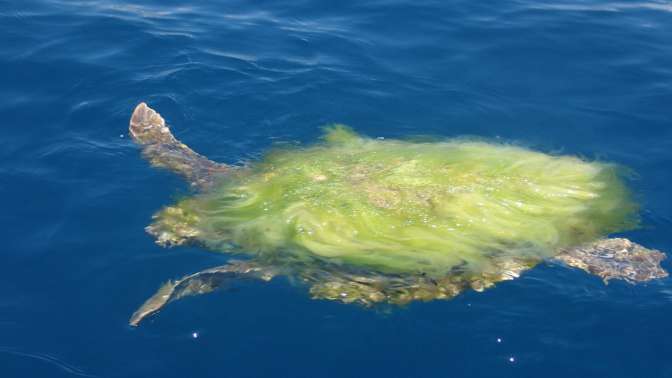 Körfezinde kabuğu yosun tutmuş caretta caretta