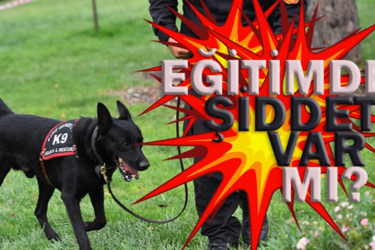 Köpek eğitimlerinde ödül tekniği kullanılıyor 