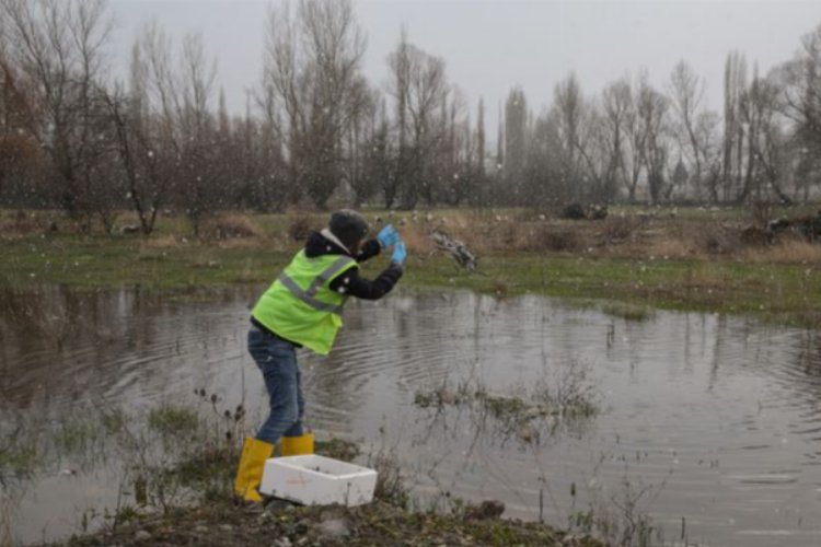 Kütahya'da leylekler unutulmadı 