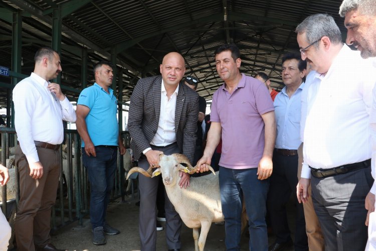 Manisa'da damızlık koçlar üreticilere teslim ediliyor